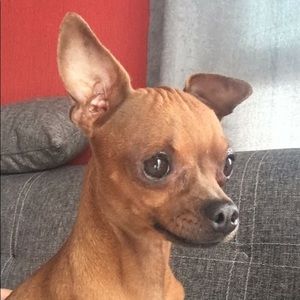 Meet your Posher, Sam